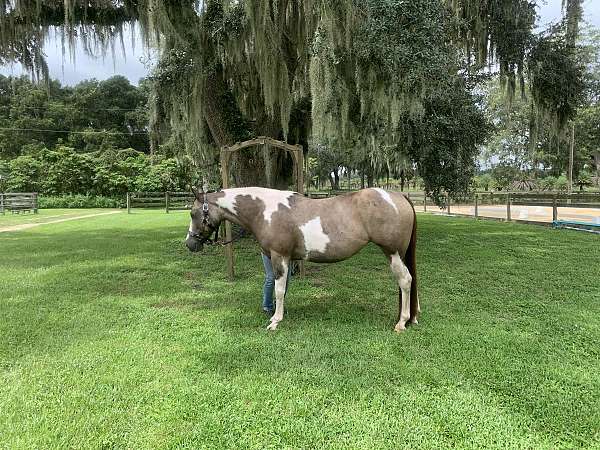 athletic-pinto-pony