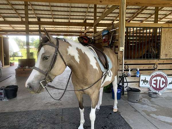 barrel-pinto-pony