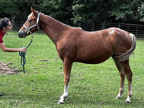 bay-app-appaloosa-horse