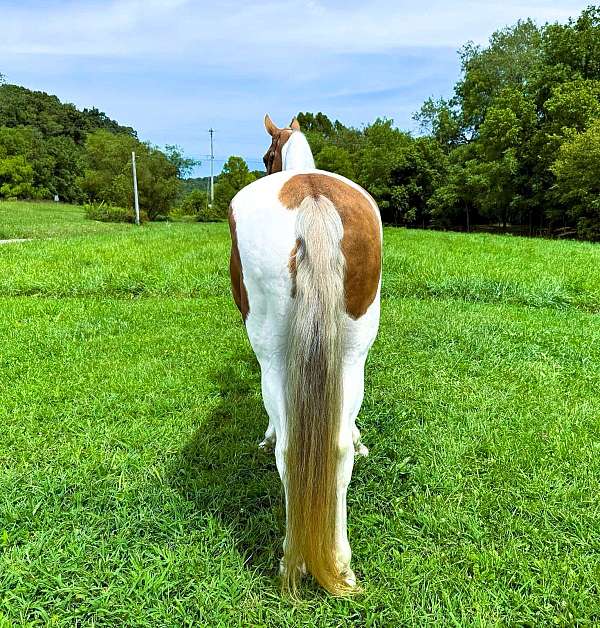 tobiano-see-pics-horse