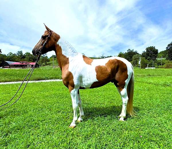 flashy-tennessee-walking-horse