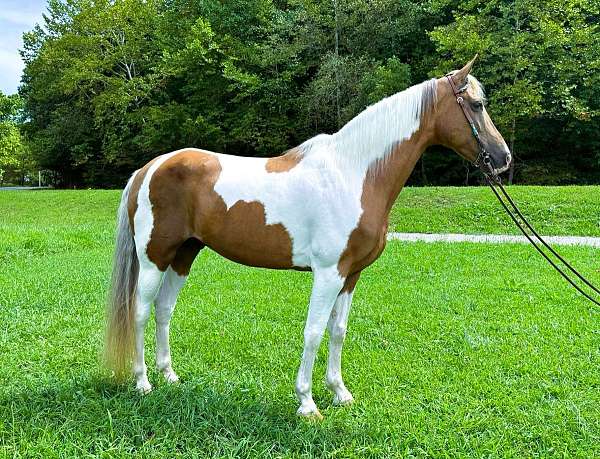 family-tennessee-walking-horse