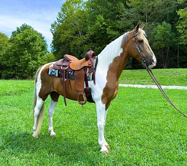 trail-tennessee-walking-horse