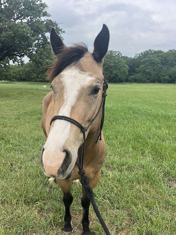 all-around-quarter-horse