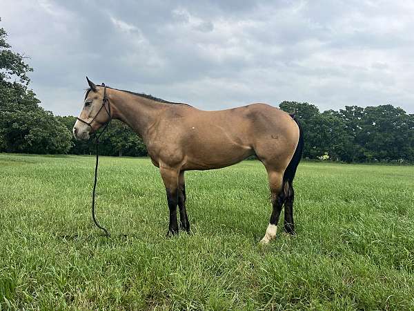 barrel-racing-quarter-horse