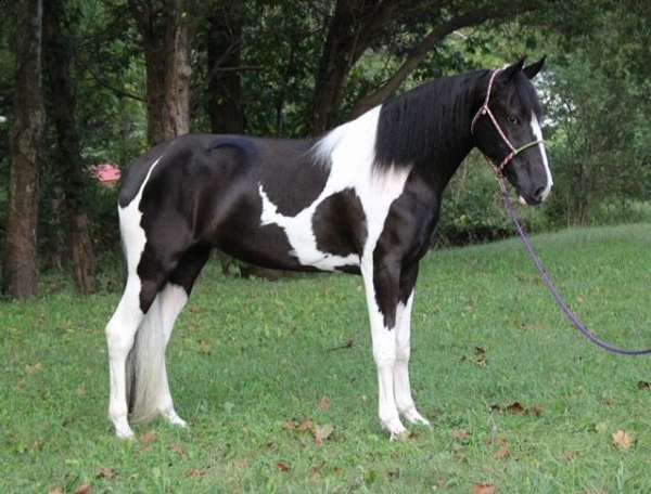 tobiano-see-pics-horse