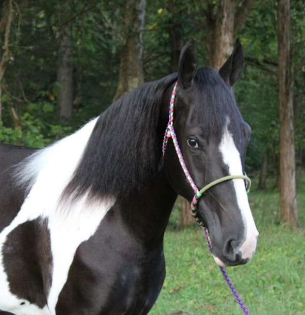 flashy-spotted-saddle-horse