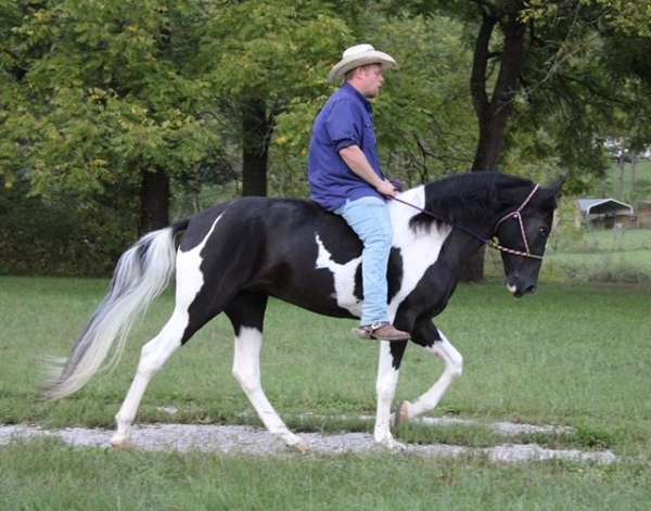 husband-safe-spotted-saddle-horse