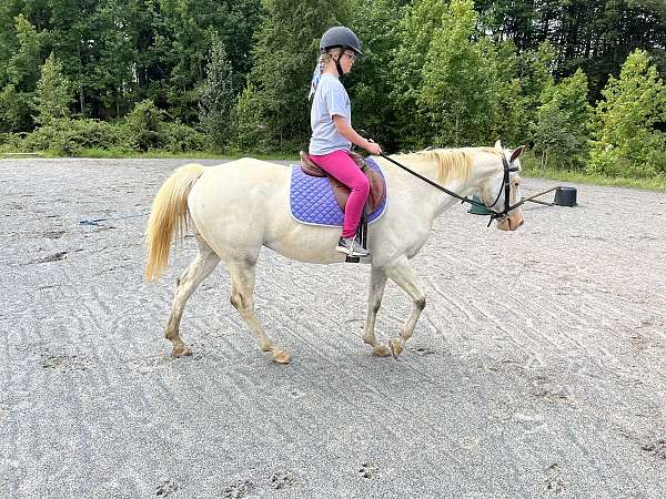 adults-appaloosa-pony