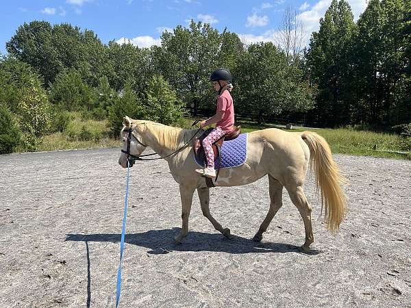 palomino-paint-bald-face-horse