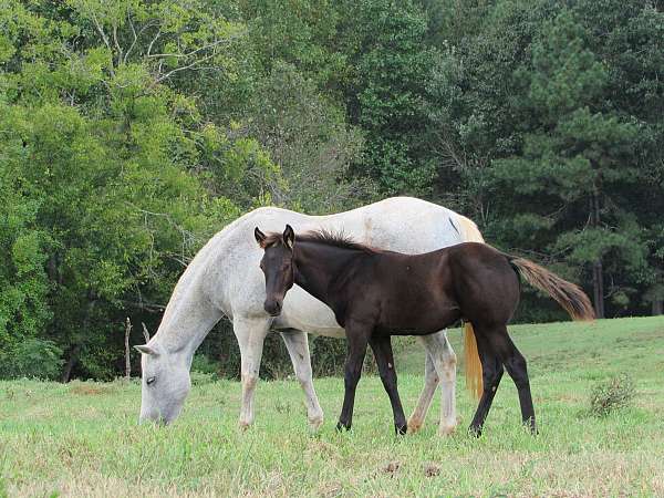 cowboy-races-quarter-horse