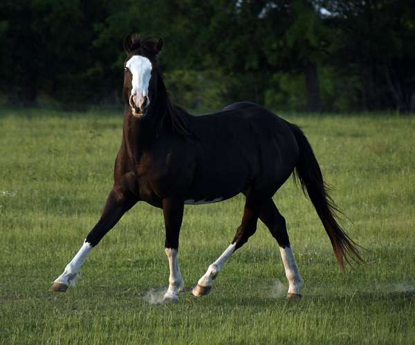 black-splash-white-horse