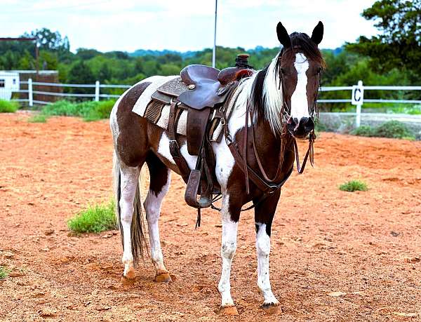 tobiano-see-pics-horse