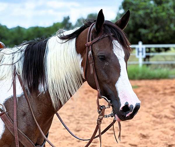 family-paint-horse