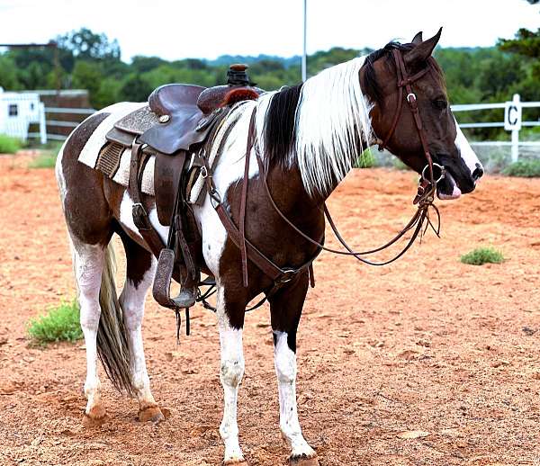 ranch-paint-horse