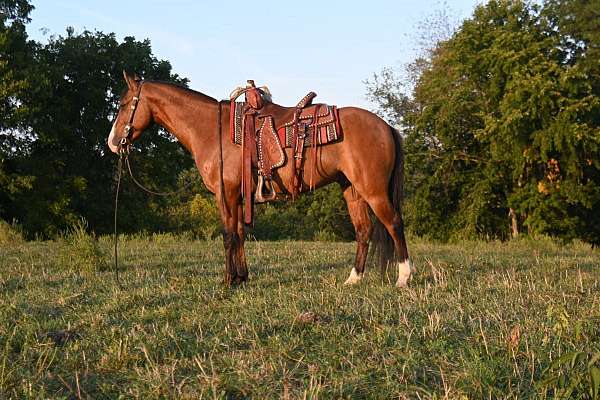 and-more-mustang-horse