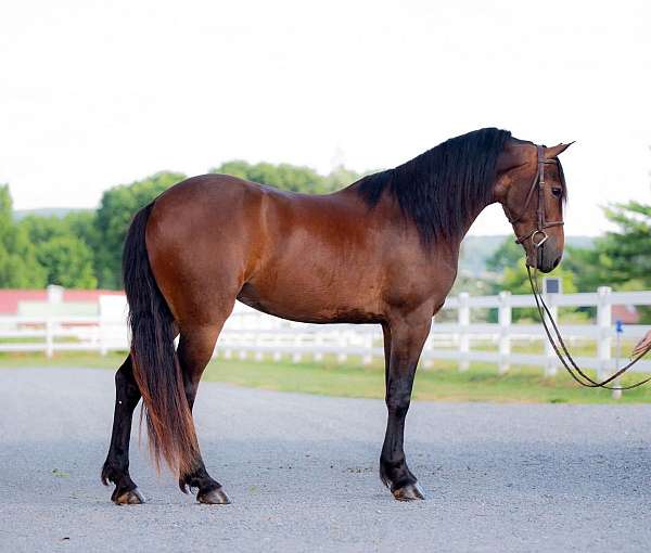 bay-western-dress-pony