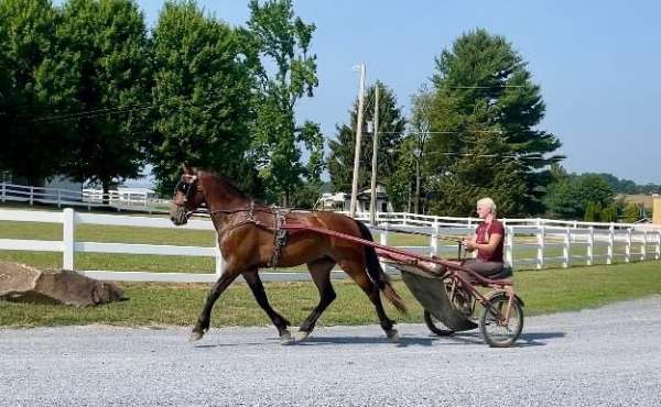 bay-see-pics-pony