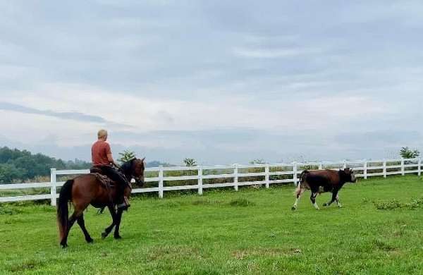 flashy-friesian-pony