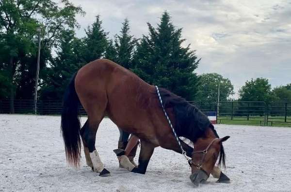 trail-friesian-pony