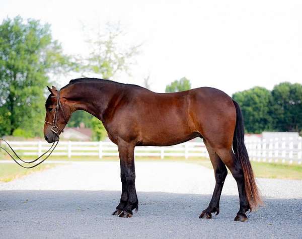 husband-safe-friesian-pony