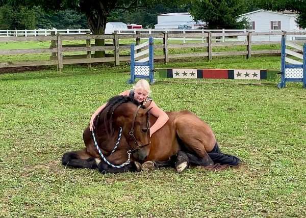 all-around-friesian-pony