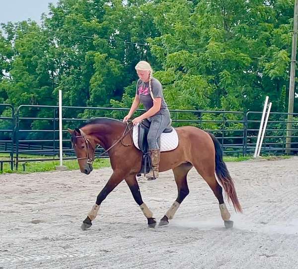 gentle-friesian-pony