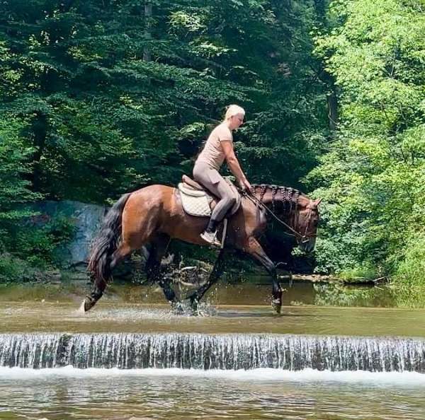 driving-friesian-pony