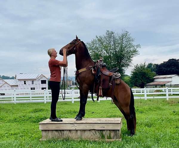 eventing-friesian-pony