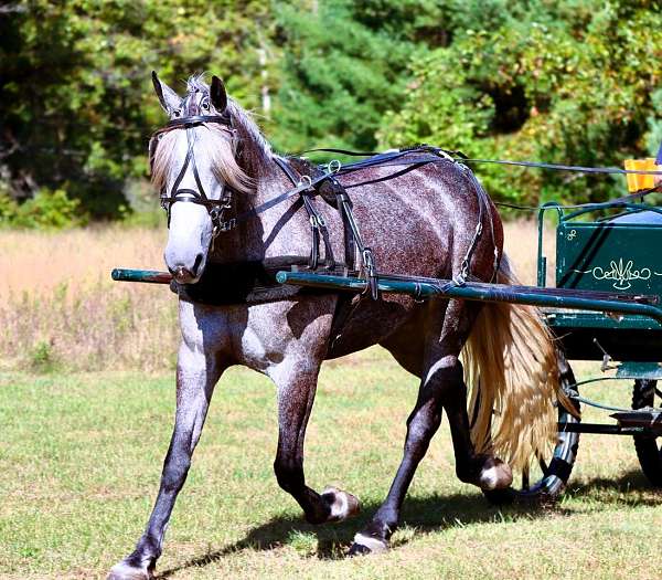 sportpony-percheron-pony