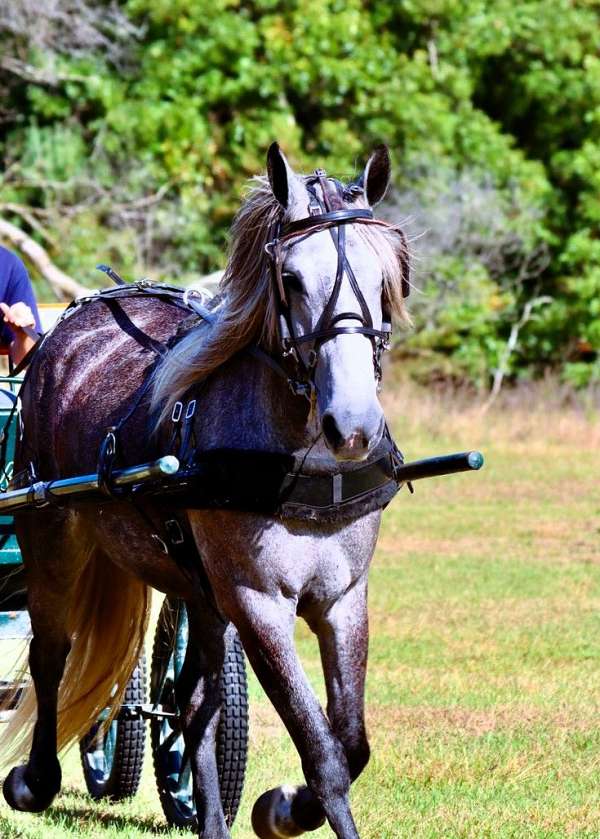 trained-percheron-pony