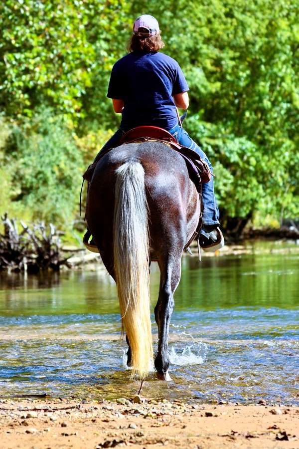 trail-class-competition-percheron-pony