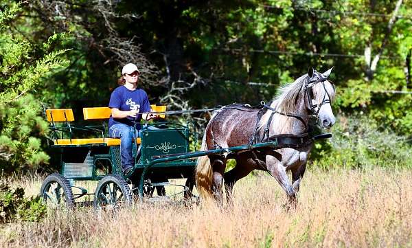 western-dressage-percheron-pony