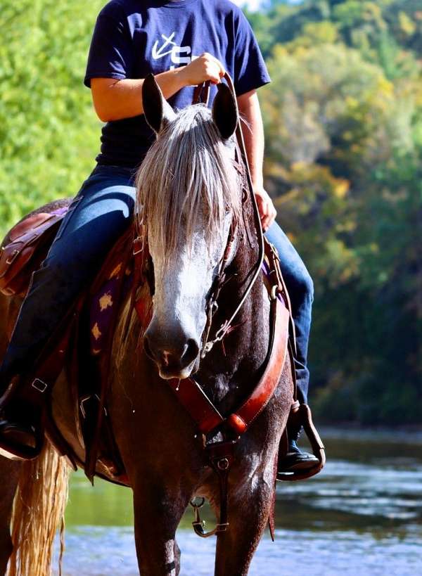 15-hand-percheron-pony