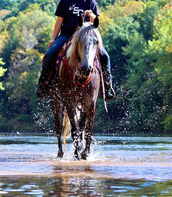 grey-see-pics-pony