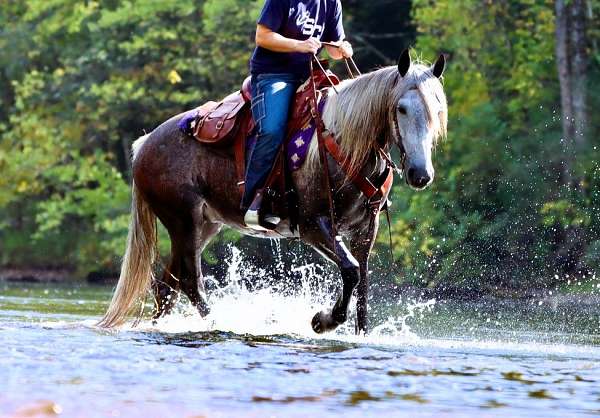 family-percheron-pony