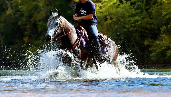 trail-percheron-pony