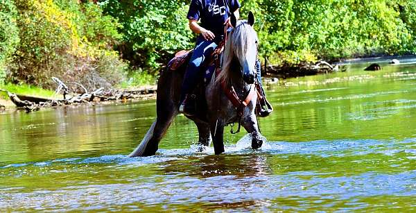 husband-safe-percheron-pony