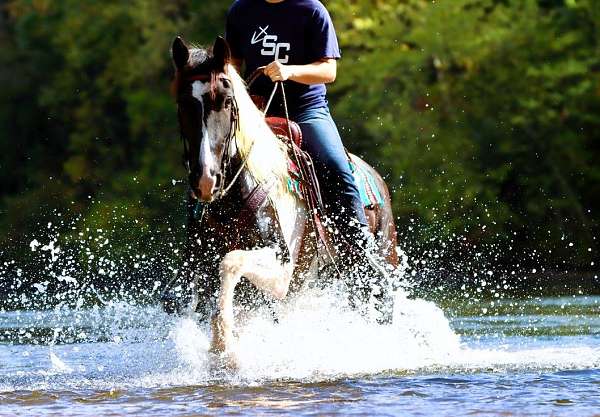 tobiano-see-pics-horse