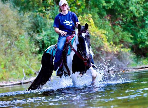 flashy-friesian-horse