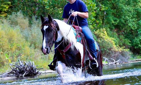 family-friesian-horse