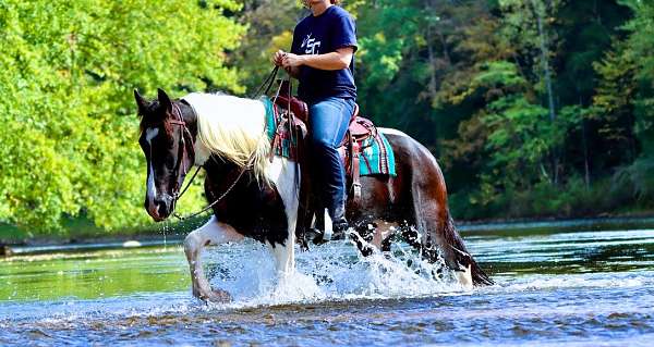 trail-friesian-horse