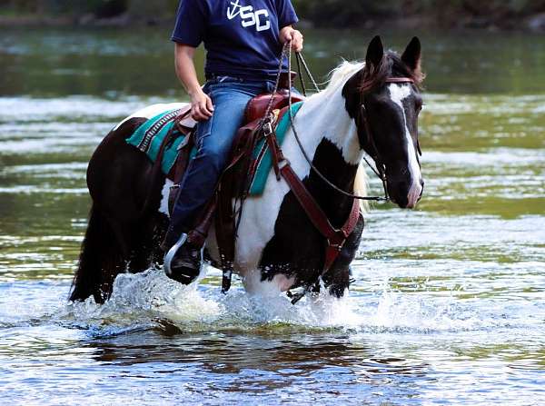 husband-safe-friesian-horse