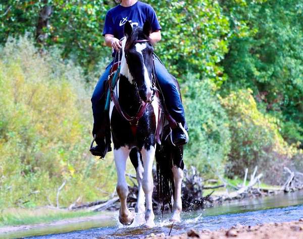 all-around-friesian-horse