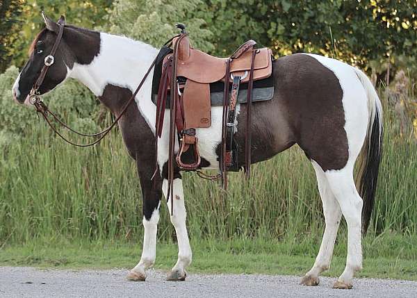 tobiano-horse