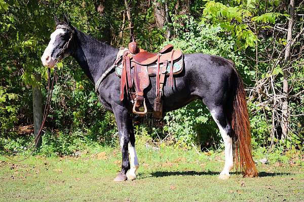 all-around-kentucky-mountain-horse