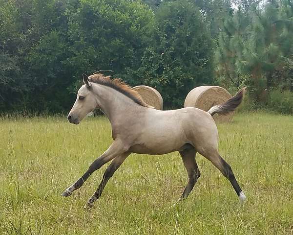 bay-buckskin-pony-shetland-pony-mare