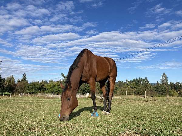 oldenburg-horse