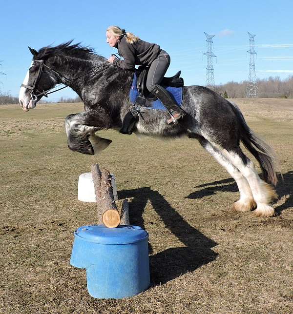 white-face-3-legs-horse