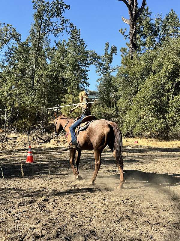 red-roan-roan-gymkhana-pony